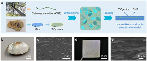 中國科學家研發仿生新材料，高性能纖維與復合材料助力塑料替代